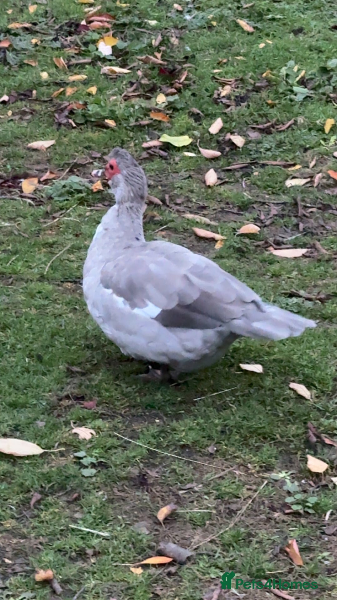 Ducks poultry for sale: Muscovy ducks for sale - Image 2