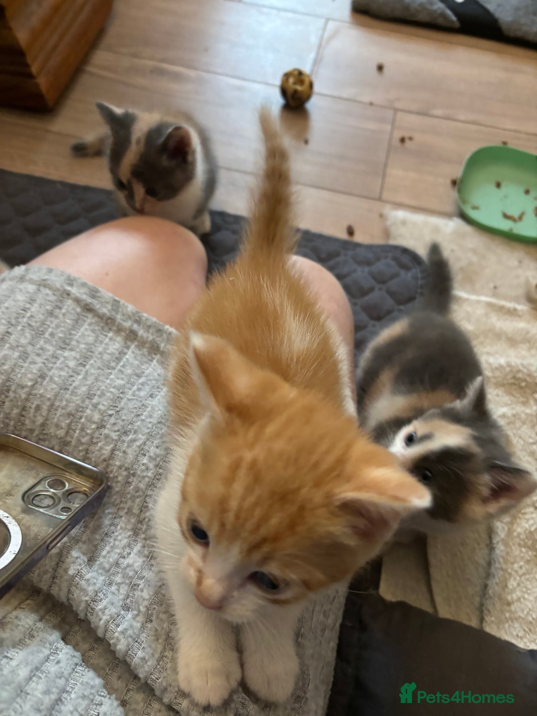 British Shorthair cats for sale: Beautiful loving kittens  - Image 10