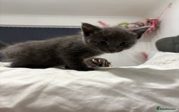 British Shorthair cats for sale: Grey kittens  - Image 1