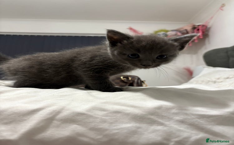 British Shorthair cats - Advert 5