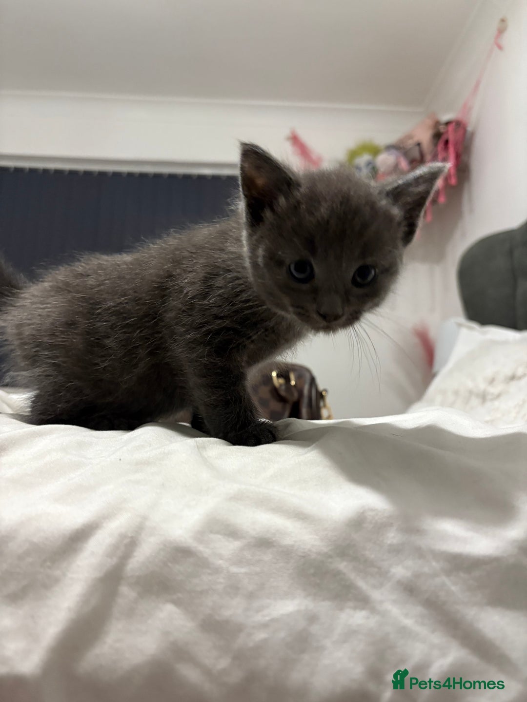 British Shorthair cats for sale: Grey kittens  - Image 1