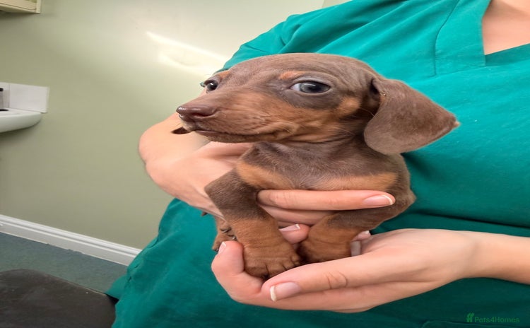 Miniature Dachshund dogs - Advert 11