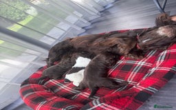 Cocker Spaniel dogs for sale: Cocker spaniel puppies  - Image 18