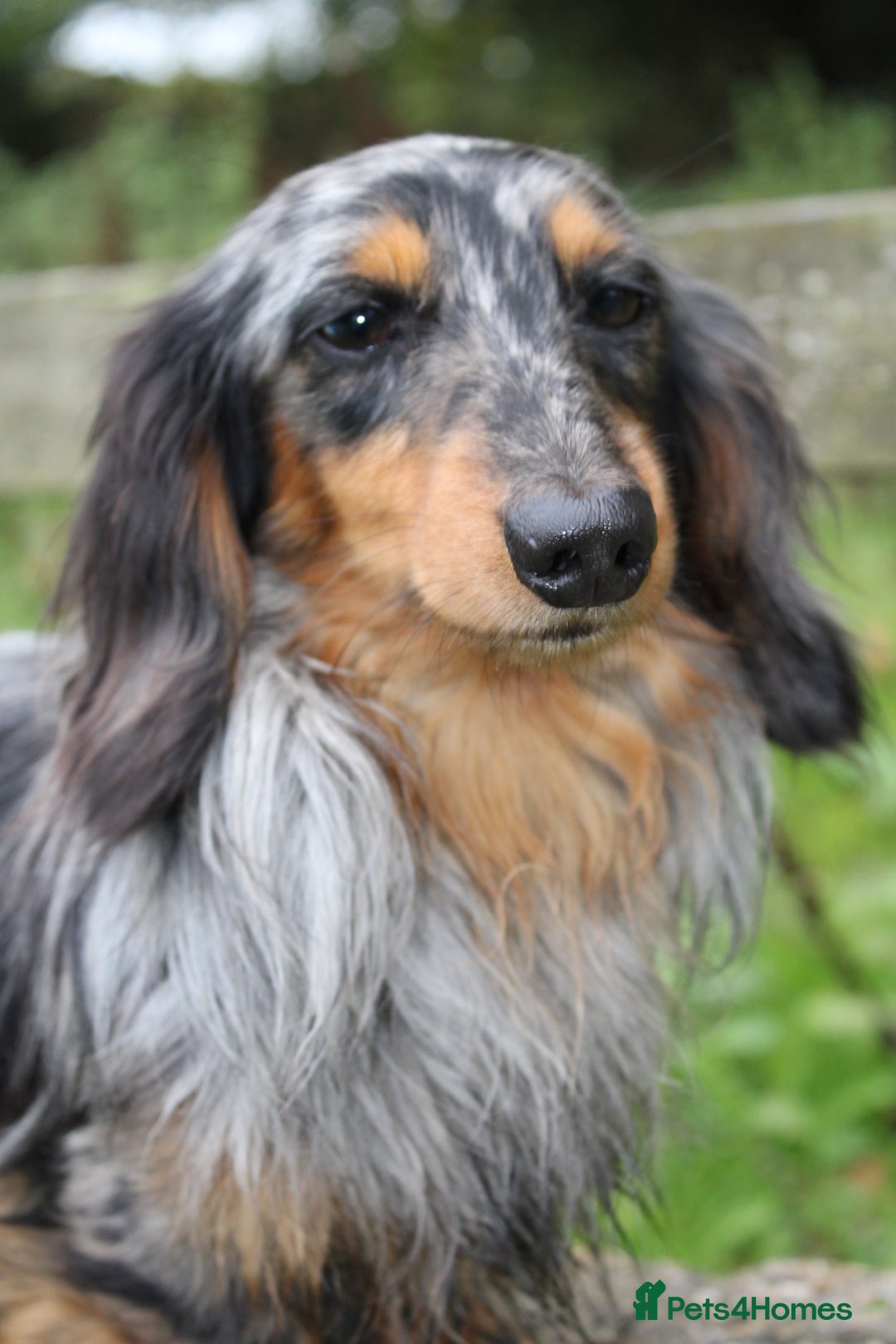 Miniature Dachshund dogs for stud: KC Reg Fully Health Tested clear Silver Dapple  in Southampton - Advert 1