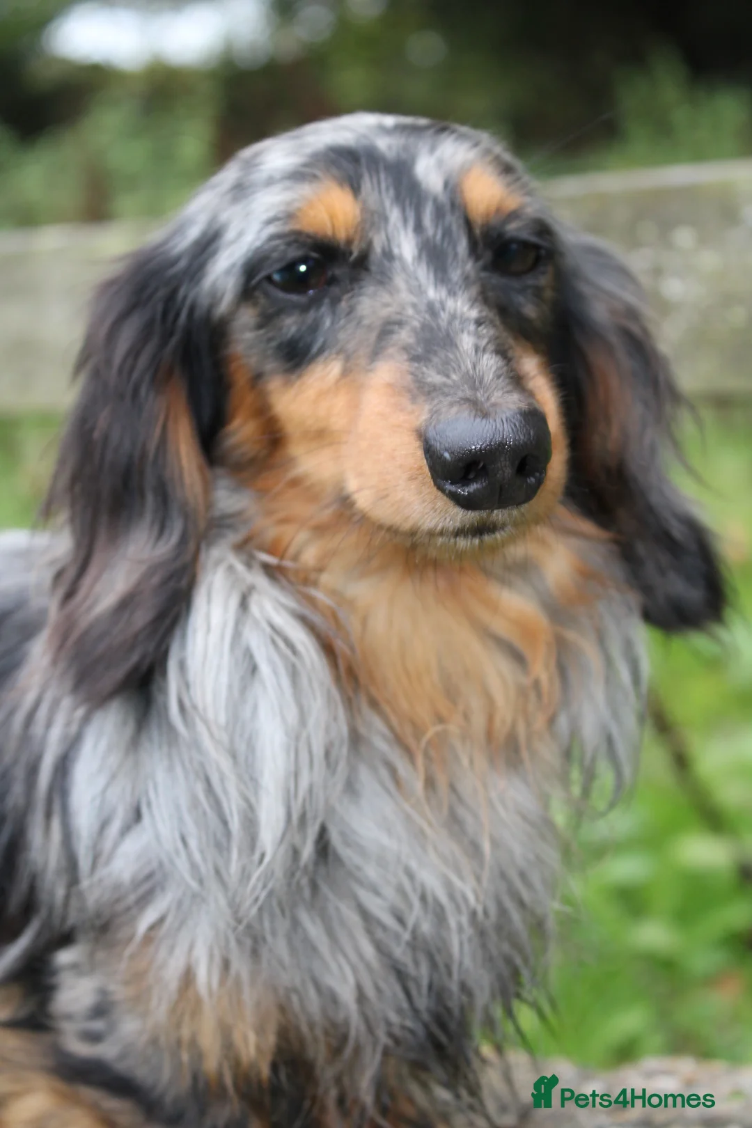 Miniature Dachshund dogs for stud: KC Reg•DNA Tested • Longhaired Silver Dapple  in Southampton - Advert 1