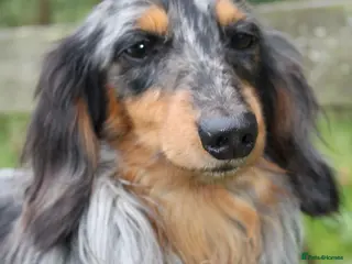 Miniature Dachshund dogs KC Reg•DNA Tested • Longhaired Silver Dapple in Southampton - Advert 16
