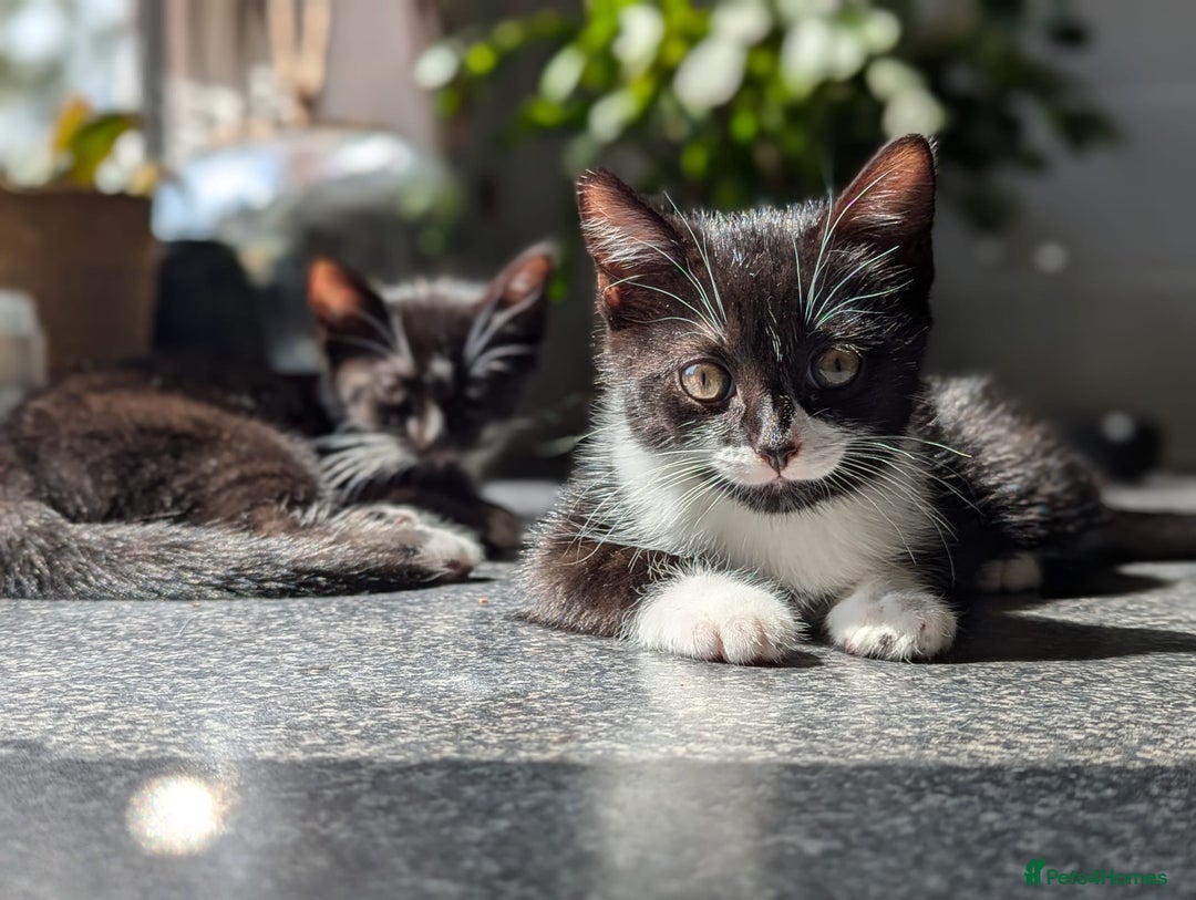 Mixed Breed cats for sale: Two Adorable Kittens – Ready for New Homes - Image 10