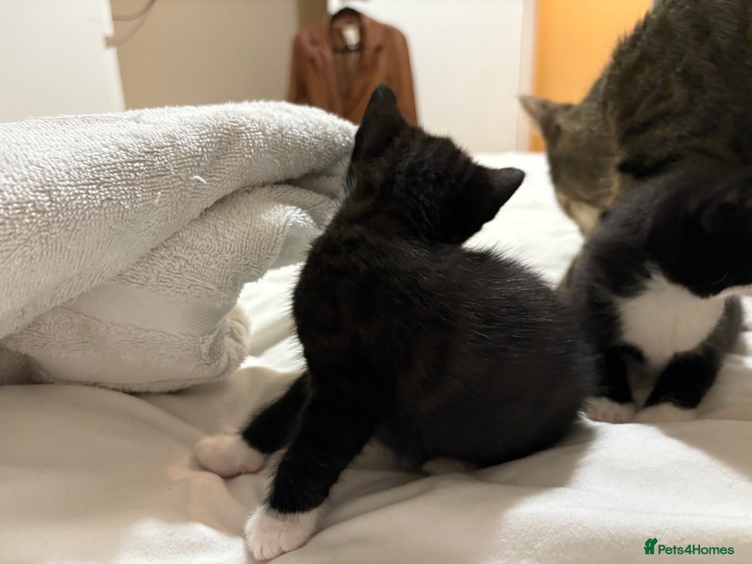 British Shorthair cats for sale: Beautiful Tuxedo kittens  - Advert 7