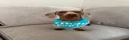 Miniature Dachshund dogs for stud: Derek the miniature dachshund  in Swaffham - Advert 3