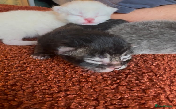Persian cats - Advert 11