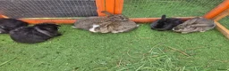 Mixed Breed rabbits for sale: Male and female  bunnies  - Advert 7