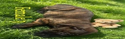 Cane Corso dogs for sale: Cane corso - Advert 5