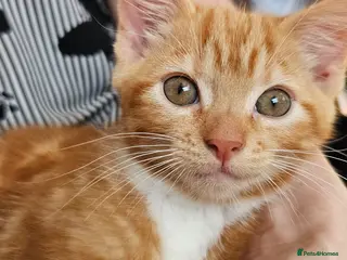 Mixed Breed cats Mixed Breed Kittens/Price Individual - Advert 1