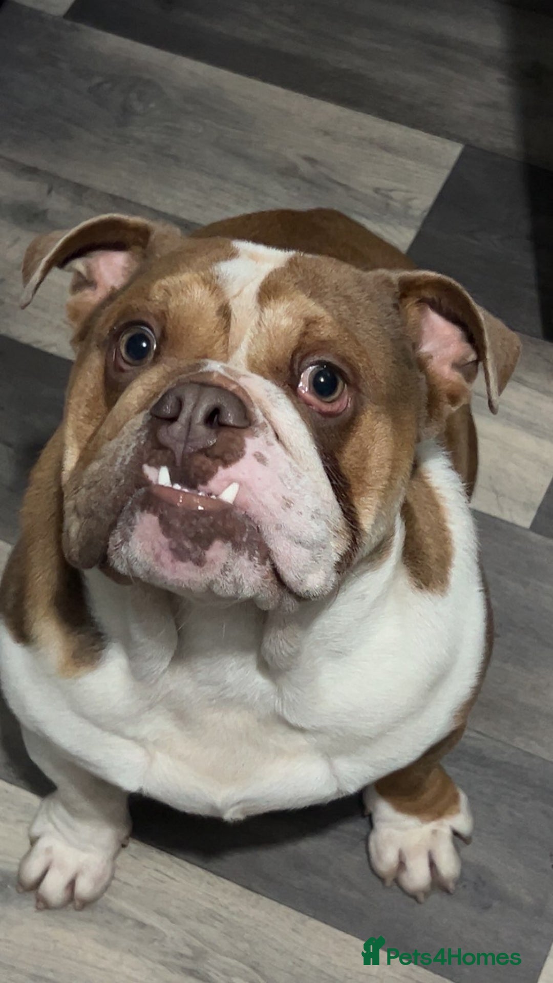 English Bulldog dogs for sale: Male English bulldog  - Advert 2