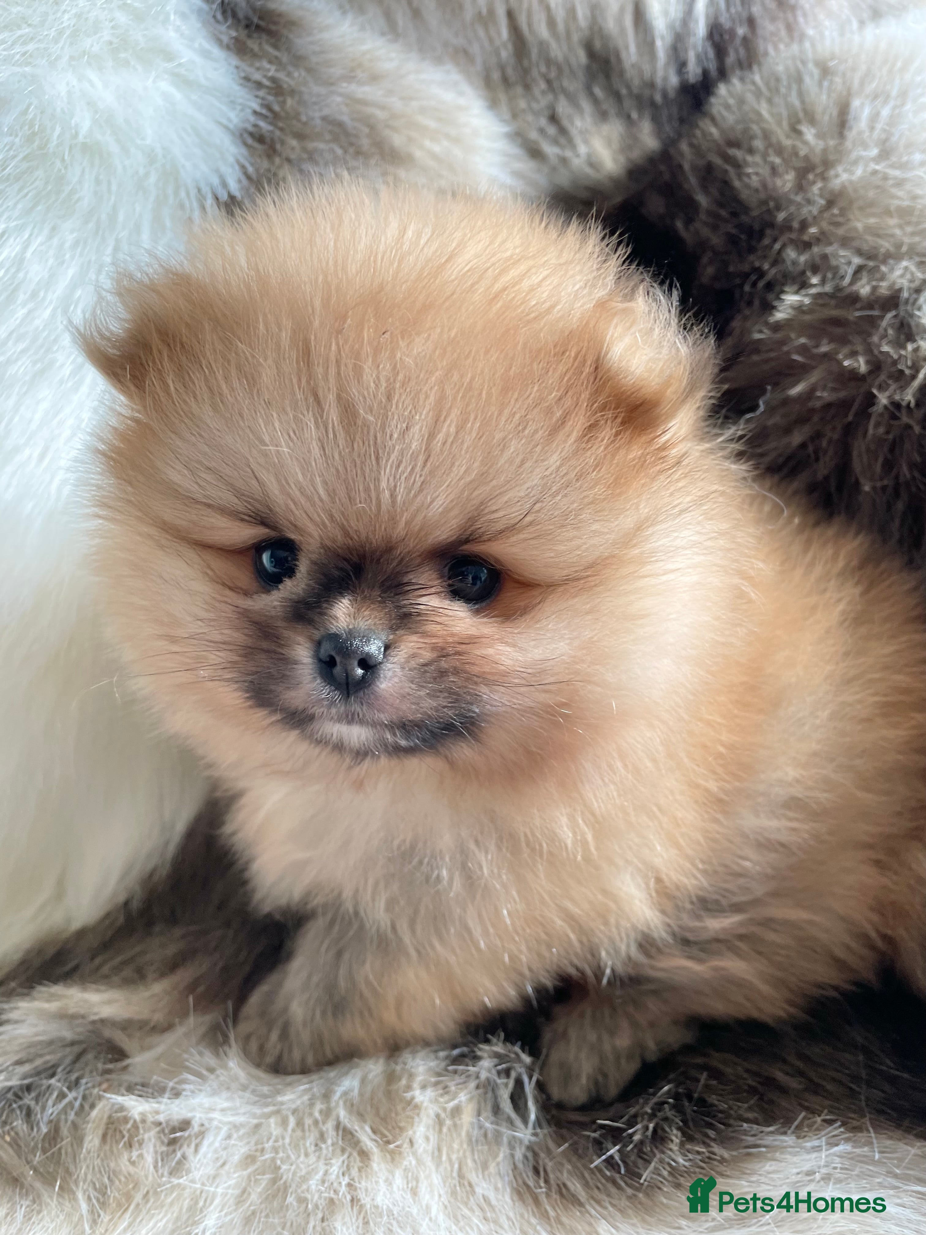Pomeranian dogs OUTSTANDING SHOW TYPE ORANGE BOY AVAILABLE   - Advert 1