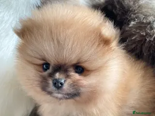 Pomeranian dogs OUTSTANDING SHOW TYPE ORANGE BOY AVAILABLE - Advert 1