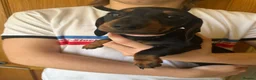 Miniature Dachshund dogs for sale: miniature dachshund puppies - Advert 3