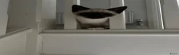 Siamese cats for sale: Siamese Blue Point in Gloucester - Advert 5