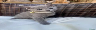 Russian Blue Kitten 6