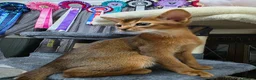 Abyssinian cats for sale: Stunning Show Quality Abyssinian Kitten –Clear HCM - Advert 4