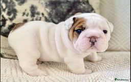 English Bulldog dogs for sale: Beautiful Pure breed English Bulldog Pups - Image 2