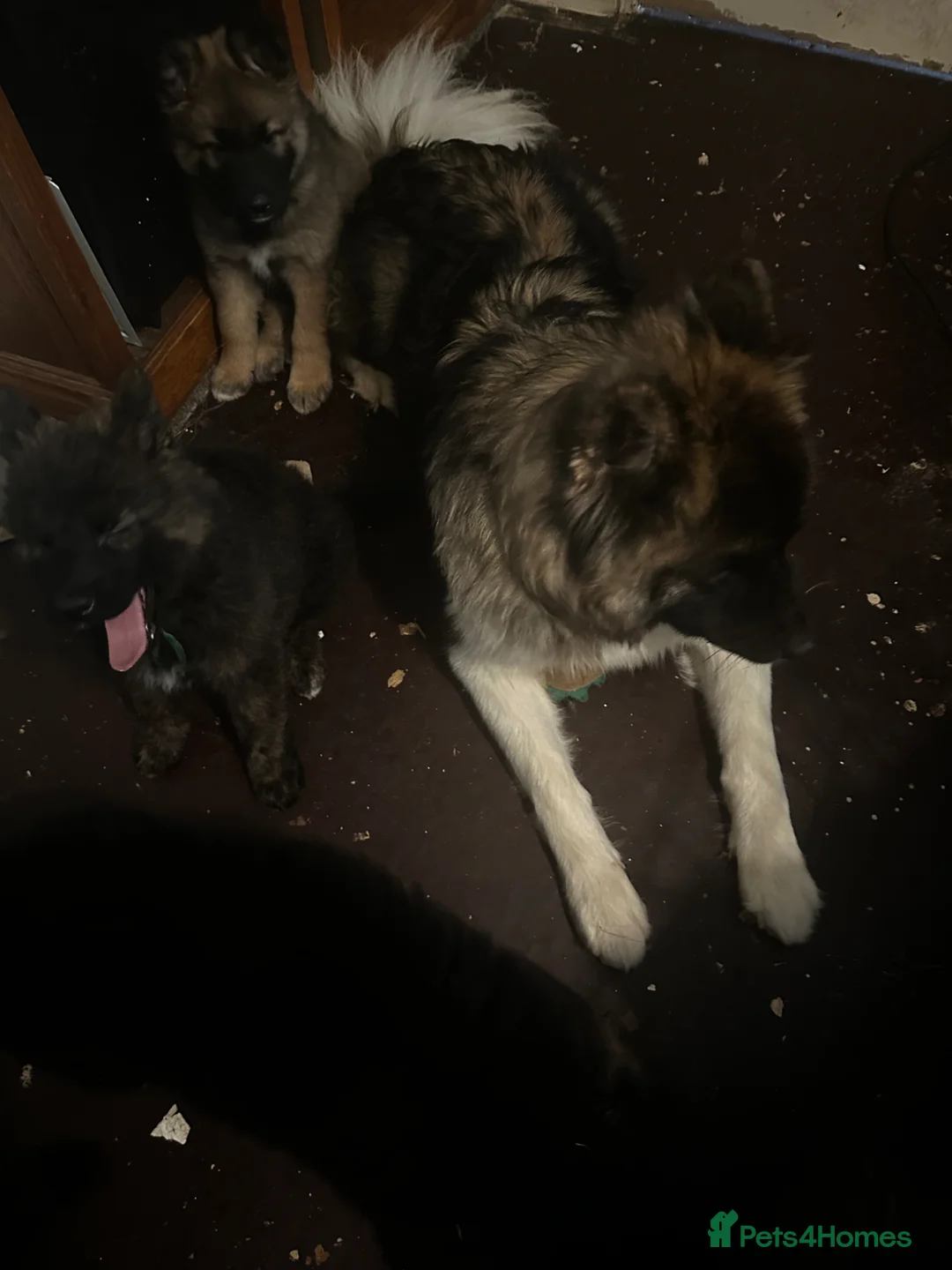Mixed Breed dogs for sale: American Akita x German Shepherd puppies - Advert 2