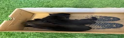 Belgian Shepherd Dog dogs for sale: DARK KC REG BELGIAN MALINOIS PUPPIES - Advert 6