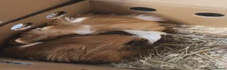 Guinea Pig rodents for sale: Three Boy guinea pigs  in Warrington - Advert 2
