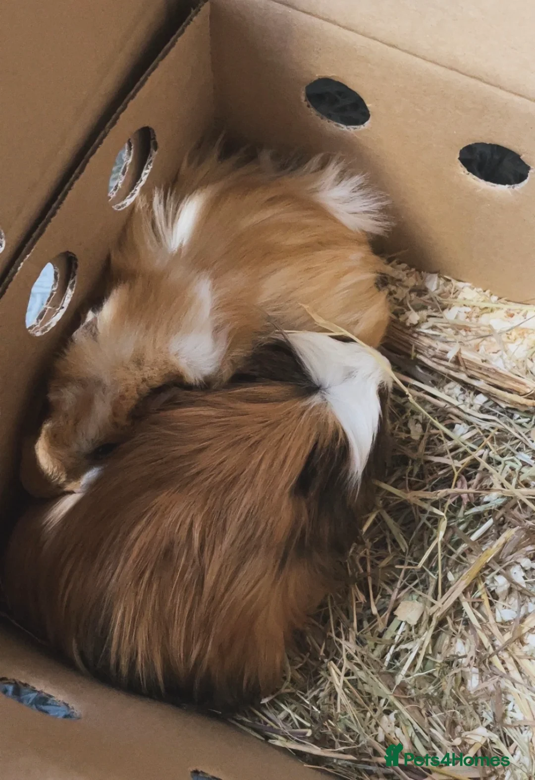 Guinea Pig rodents for sale: Three Boy guinea pigs  in Warrington - Advert 2