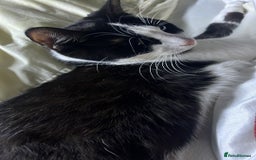 Mixed Breed cats for sale: Tuxedo cat  in London - Image 1