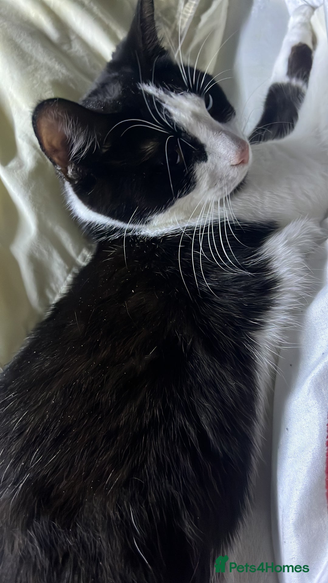 Mixed Breed cats for sale: Tuxedo cat  in London - Image 1