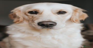 Golden Retriever dogs - Advert 10