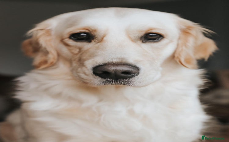 Golden Retriever dogs - Advert 4
