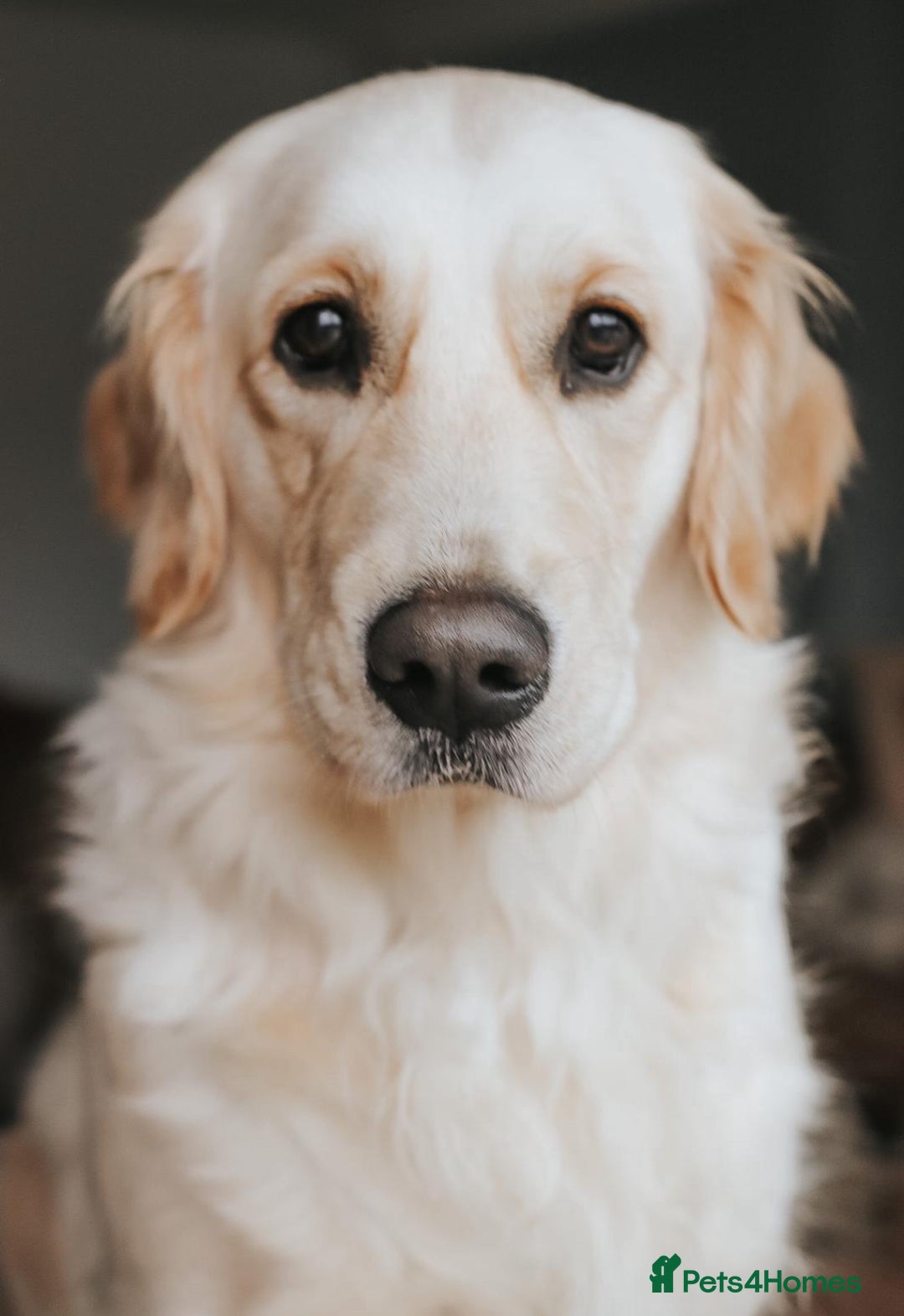 Golden Retriever dogs for sale: Rare & wonderful petite golden retrievers - Image 2