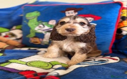 Cocker Spaniel dogs for sale: Last 2 boys fully vaccinated health checked  - Image 12