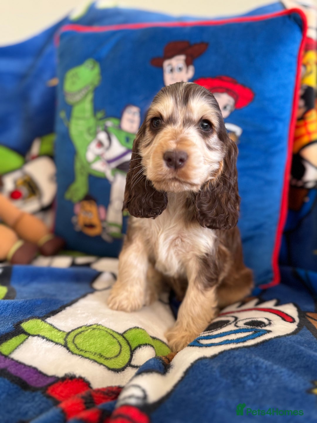 Cocker Spaniel dogs for sale: Last 2 boys fully vaccinated health checked  - Image 12