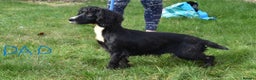 Cocker Spaniel dogs for sale: Ready Now Kc Reg Health Tested - Advert 13