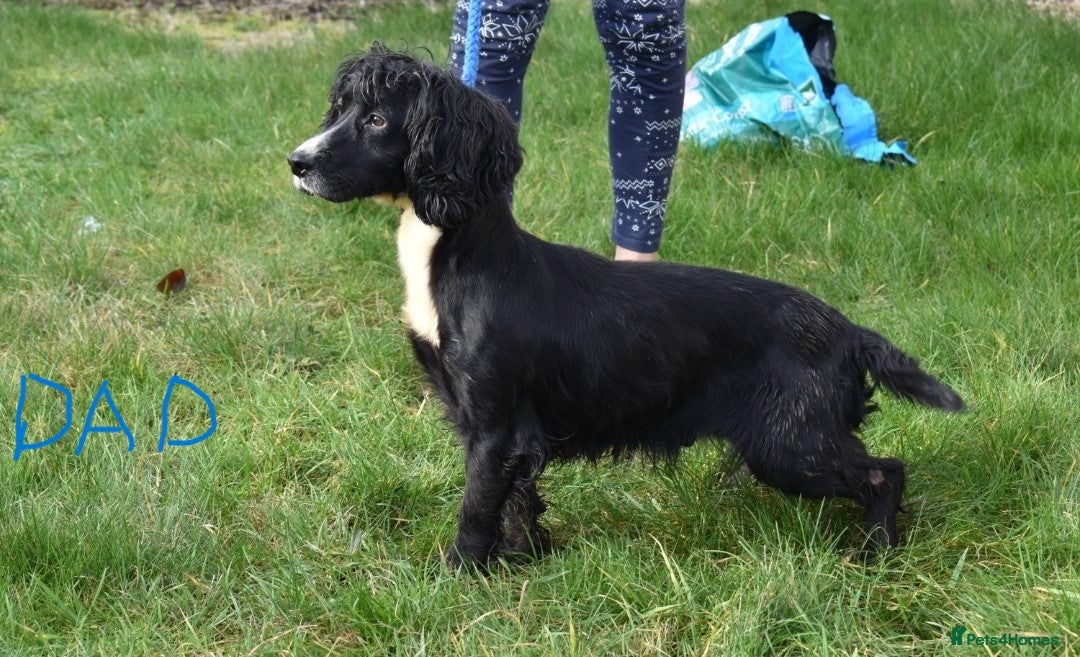Cocker Spaniel dogs for sale: Ready Now Kc Reg Health Tested - Advert 13