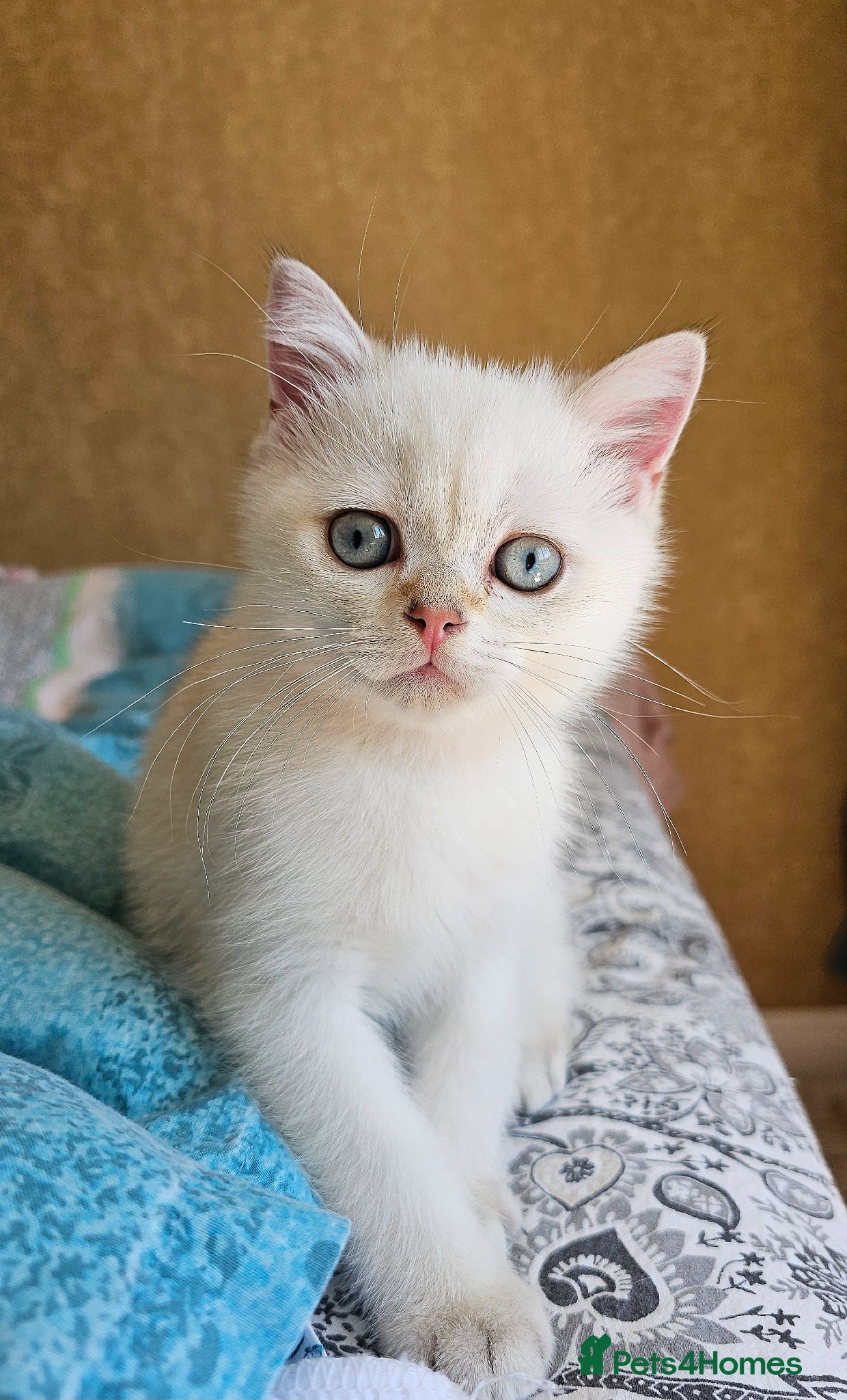 Scottish Fold cats Pedigree😻SF TICA registered😻kittens😻 - Advert 10
