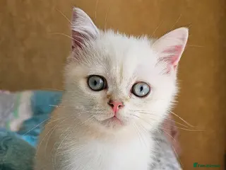 Scottish Fold cats Pedigree😻SF TICA registered😻kittens😻 - Advert 10