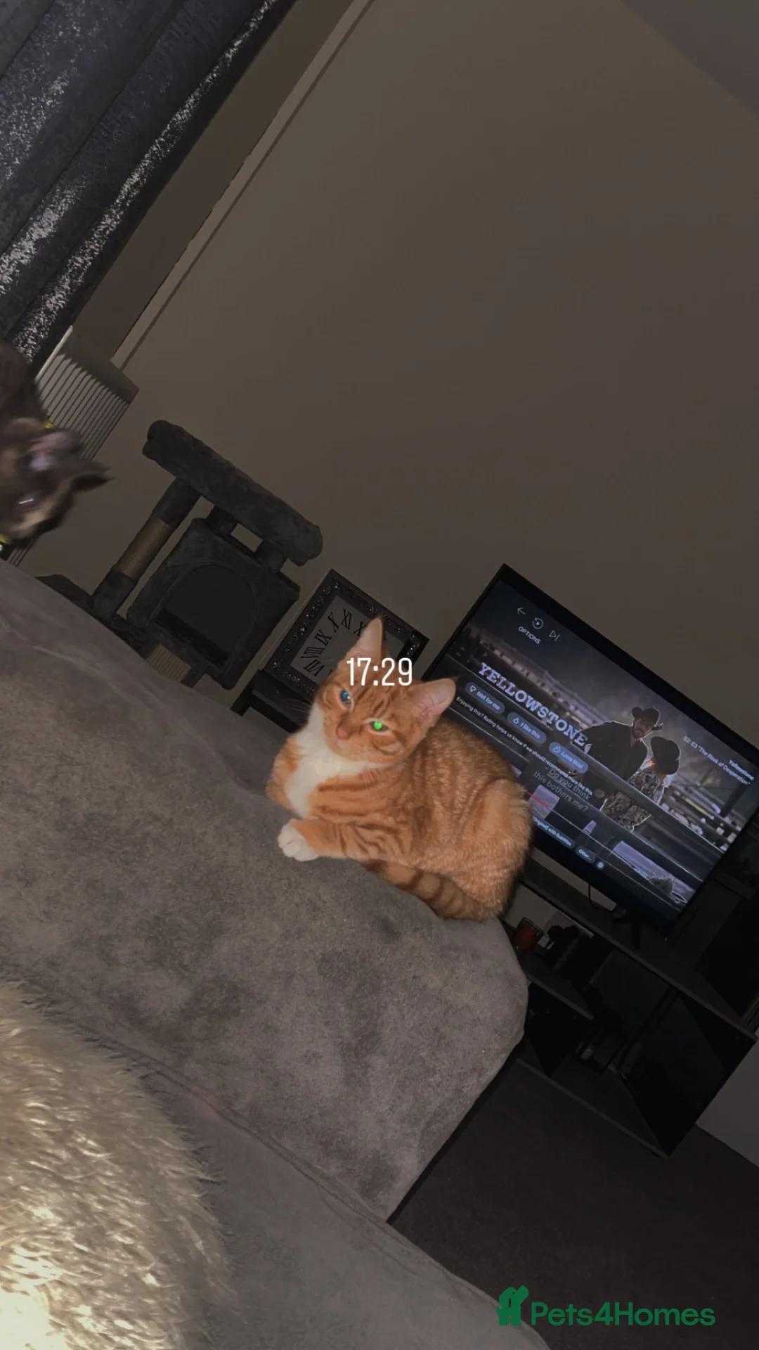 Mixed Breed cats for sale: 2 8 months old cats to go together  - Advert 2