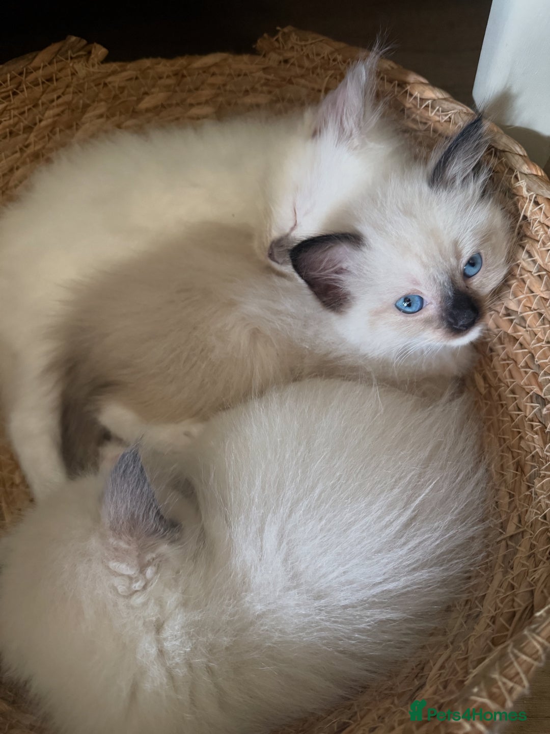 Ragdoll cats for sale: Beautiful litter of Ragdoll baby’s! 🐱🤍🐱 - Image 8