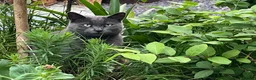 Mixed Breed cats for sale: 4 year old Russian Blue x British Shorthair - Advert 6