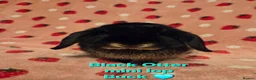 Mini Lop rabbits for sale: Black Otter pure mini lop Buck 🩵 very very tame - Advert 4
