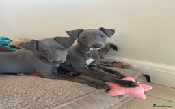 Whippet dogs for sale: 4 left, KC registered blue whippet puppies  - Image 5