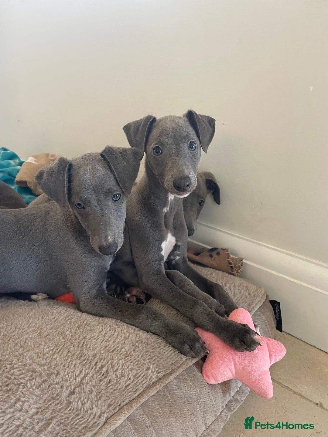 Whippet dogs for sale: 4 left, KC registered blue whippet puppies  - Image 5