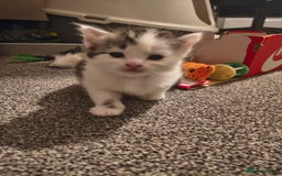 Maine Coon cats for sale: Beautiful Maine Coon cross kittens - Image 6