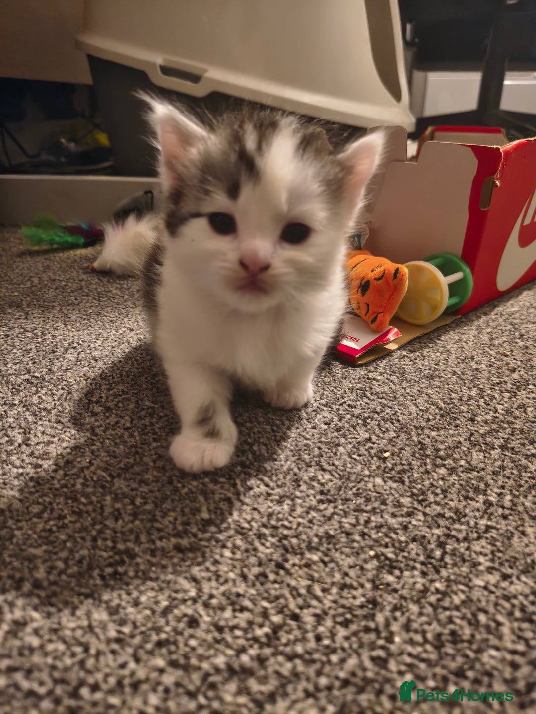 Maine Coon cats for sale: Beautiful Maine Coon cross kittens - Image 6