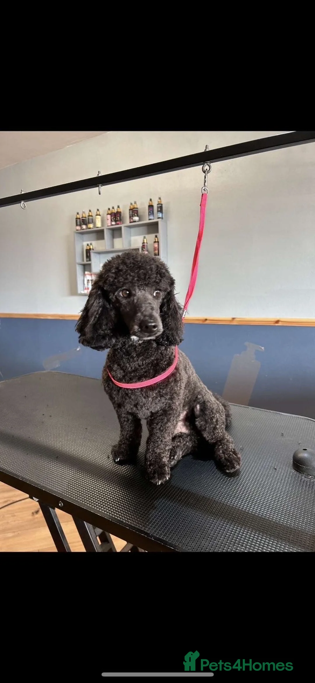 Toy Poodle dogs for stud: Toy poodle for stud  in Bradford - Advert 3