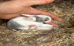 Mixed Breed rabbits for sale: Baby rabbits  - Image 2